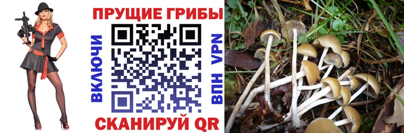 цены   Кондрово  Галлюциногенные грибы Psilocybine cubensis 